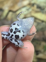 Chiasmocleis supercilialba