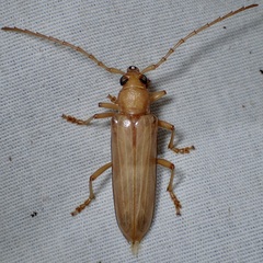 Atylostagma politum