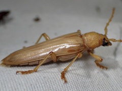 Atylostagma politum