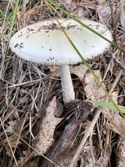 Amanita lavendula