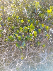 Myrsine parvifolia