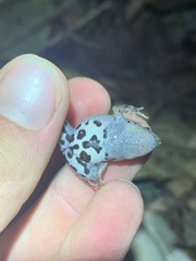 Chiasmocleis supercilialba