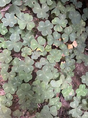 Oxalis oregana