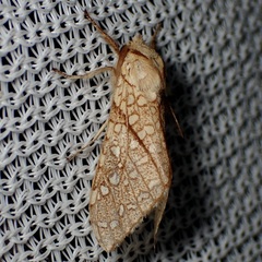 Lophocampa mixta