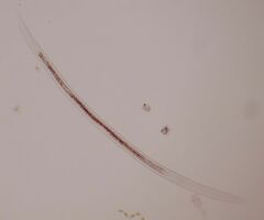 Nematoda