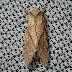 Lophocampa mixta