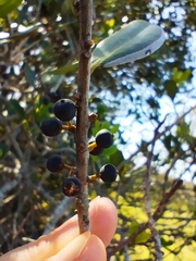Myrsine parvifolia