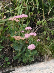 Hylotelephium spectabile