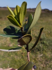 Myrsine parvifolia
