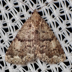 Metalectra miserulata