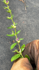 Cuphea carthagenensis