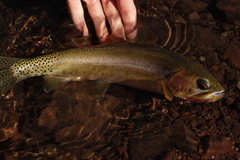 Oncorhynchus clarkii