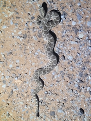 Sistrurus tergeminus