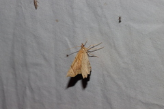 Eulithis diversilineata