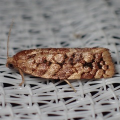 Choristoneura houstonana