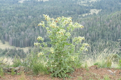 Cirsium parryi