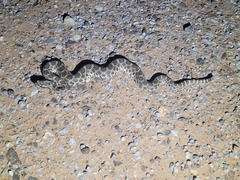 Sistrurus tergeminus