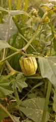 Physalis angulata