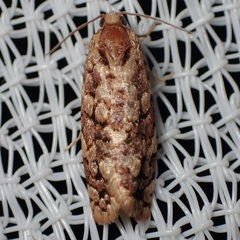 Choristoneura houstonana