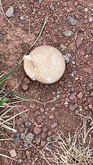 Scleroderma citrinum