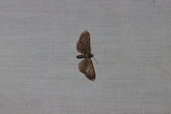 Eupithecia miserulata