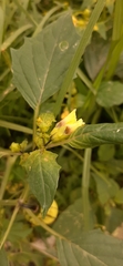 Physalis angulata