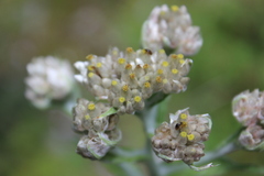 Pseudognaphalium liebmannii