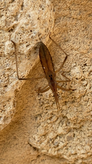 Stenopoda