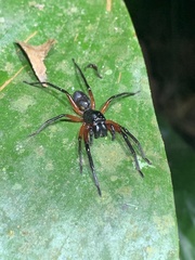 Corinnidae