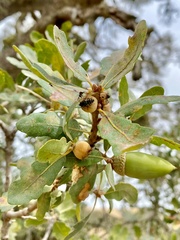Disholcaspis canescens