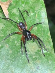 Corinnidae