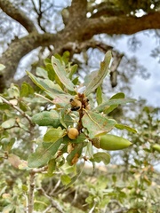 Disholcaspis canescens