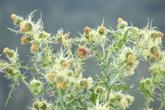 Cirsium parryi