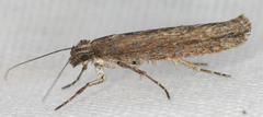 Ypsolopha