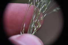 Deschampsia cespitosa