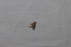 Parapoynx obscuralis