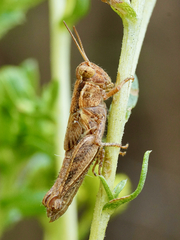 Melanoplus cinereus