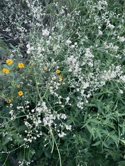 Pfaffia glomerata