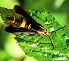 Carmenta pyralidiformis