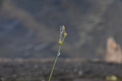 Carex canescens