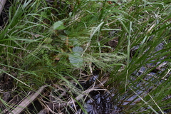 Deschampsia cespitosa
