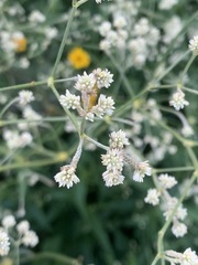 Pfaffia glomerata