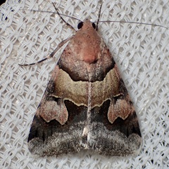 Drasteria pallescens