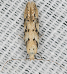 Coleotechnites coniferella