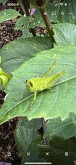 Cyrtacanthacridini