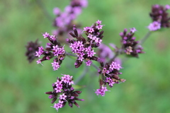 Stevia viscida