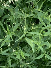 Pfaffia glomerata