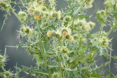 Cirsium parryi