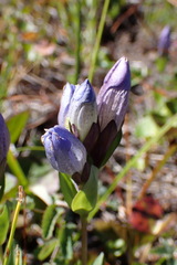 Gentiana sceptrum