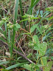 Euphorbia nutans